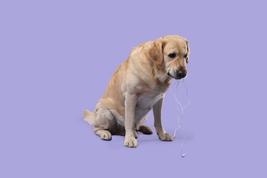 Naughty Labrador Retriever dog chewing wired headphones on purple background
