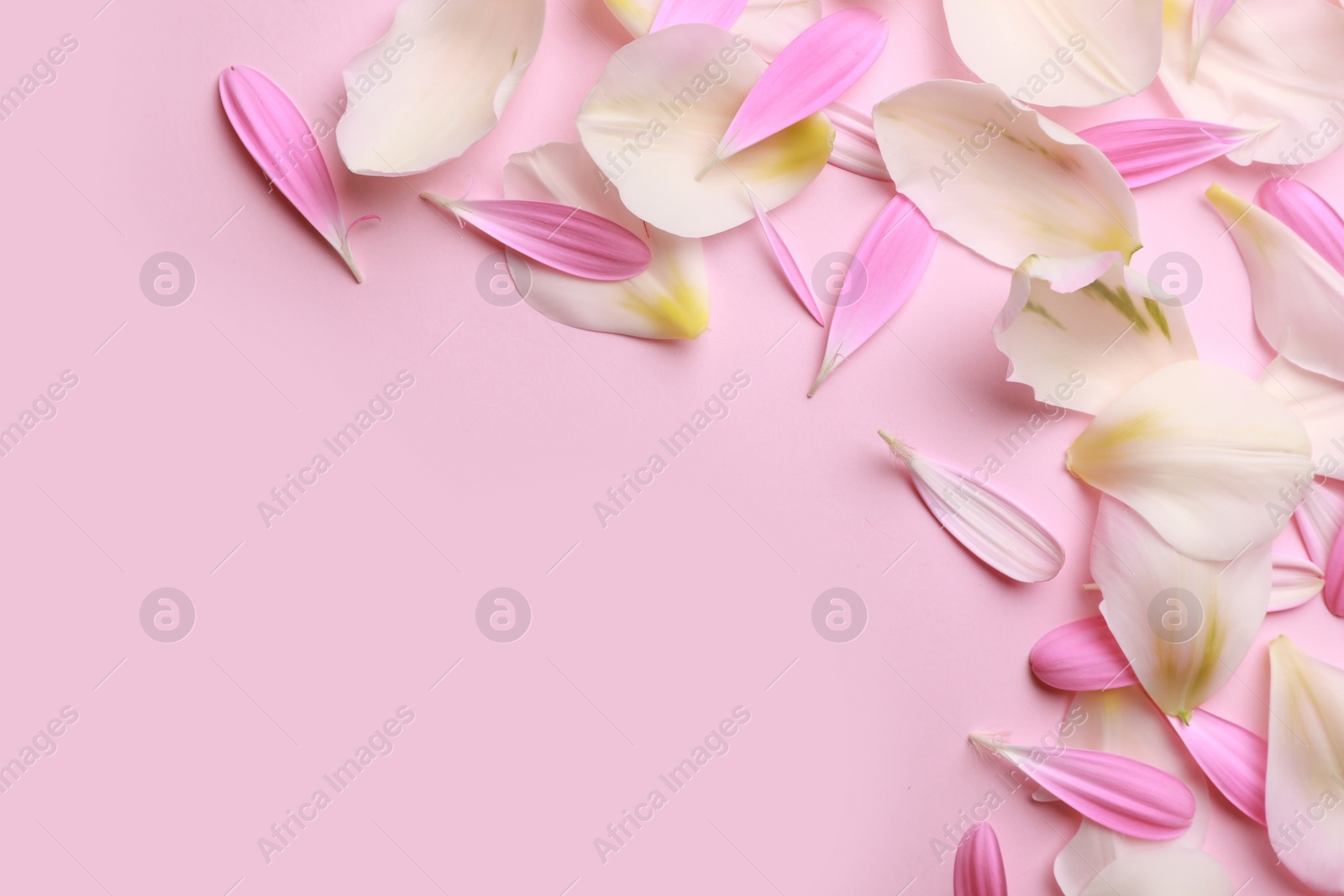 Photo of Beautiful petals on pink background, flat lay. Space for text