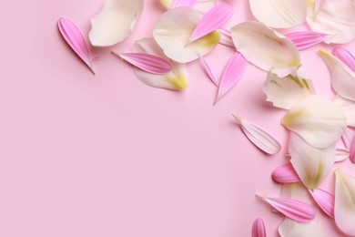 Beautiful petals on pink background, flat lay. Space for text