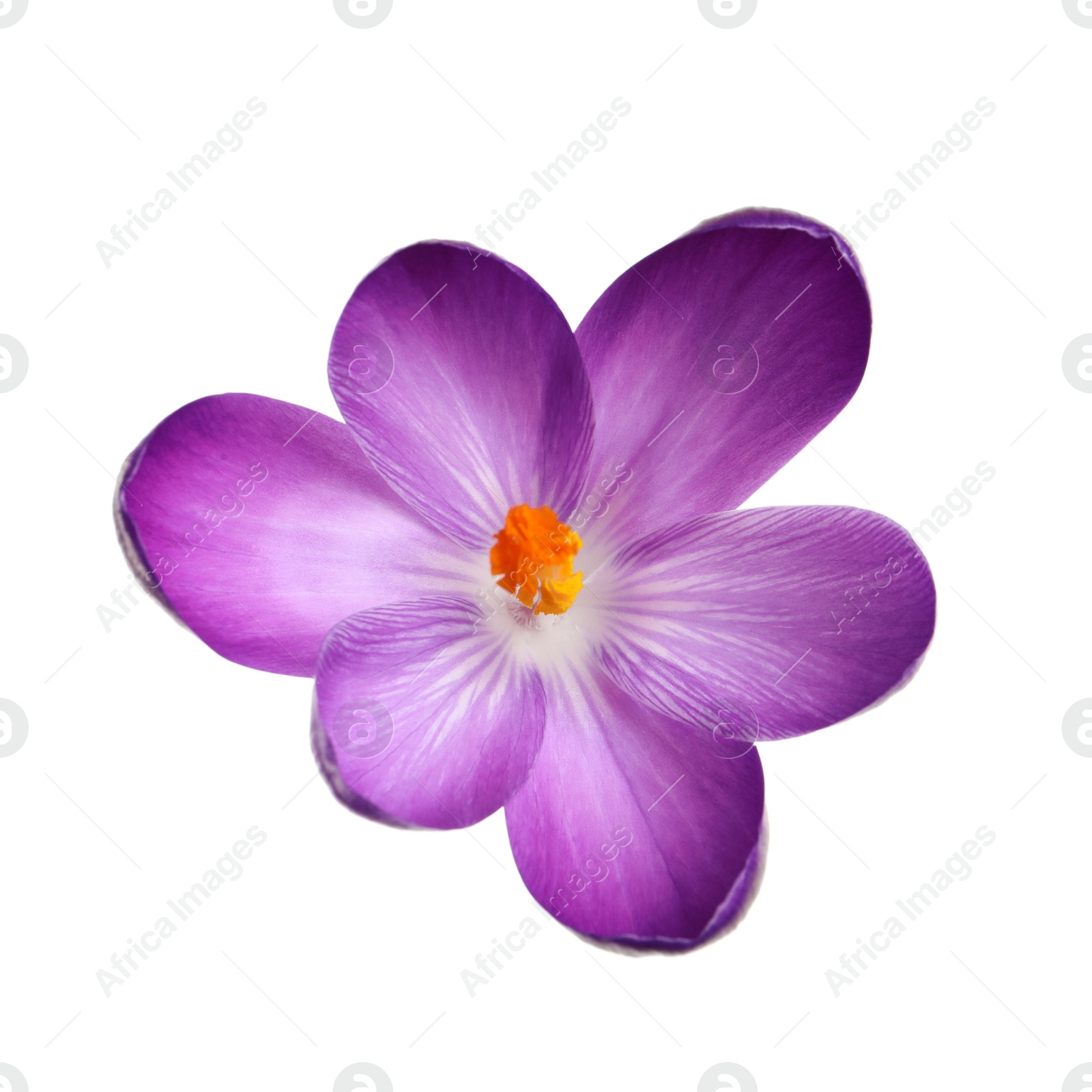 Photo of Beautiful spring crocus flower isolated on white