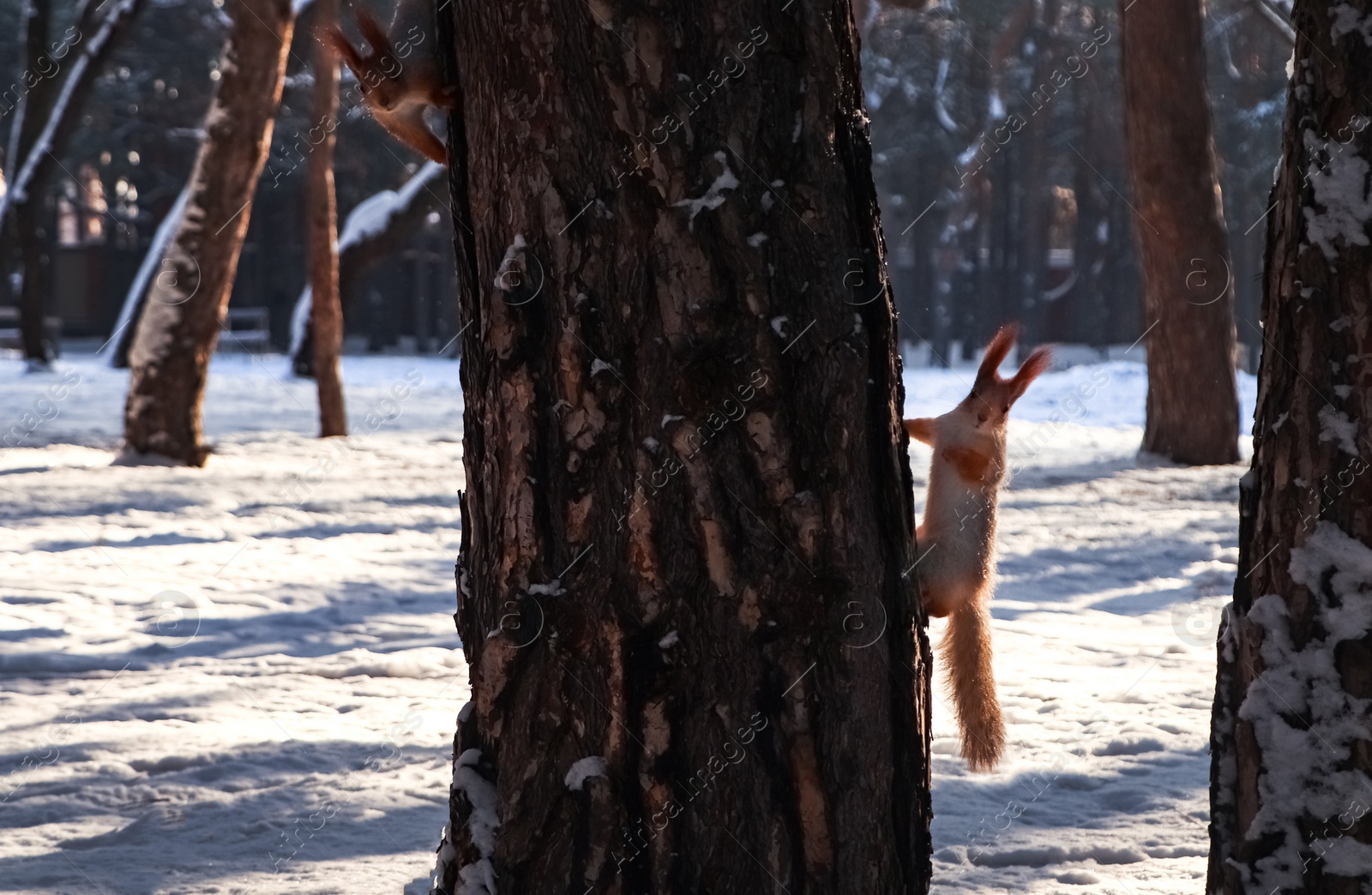 Photo of Cute squirrels on pine tree in winter forest