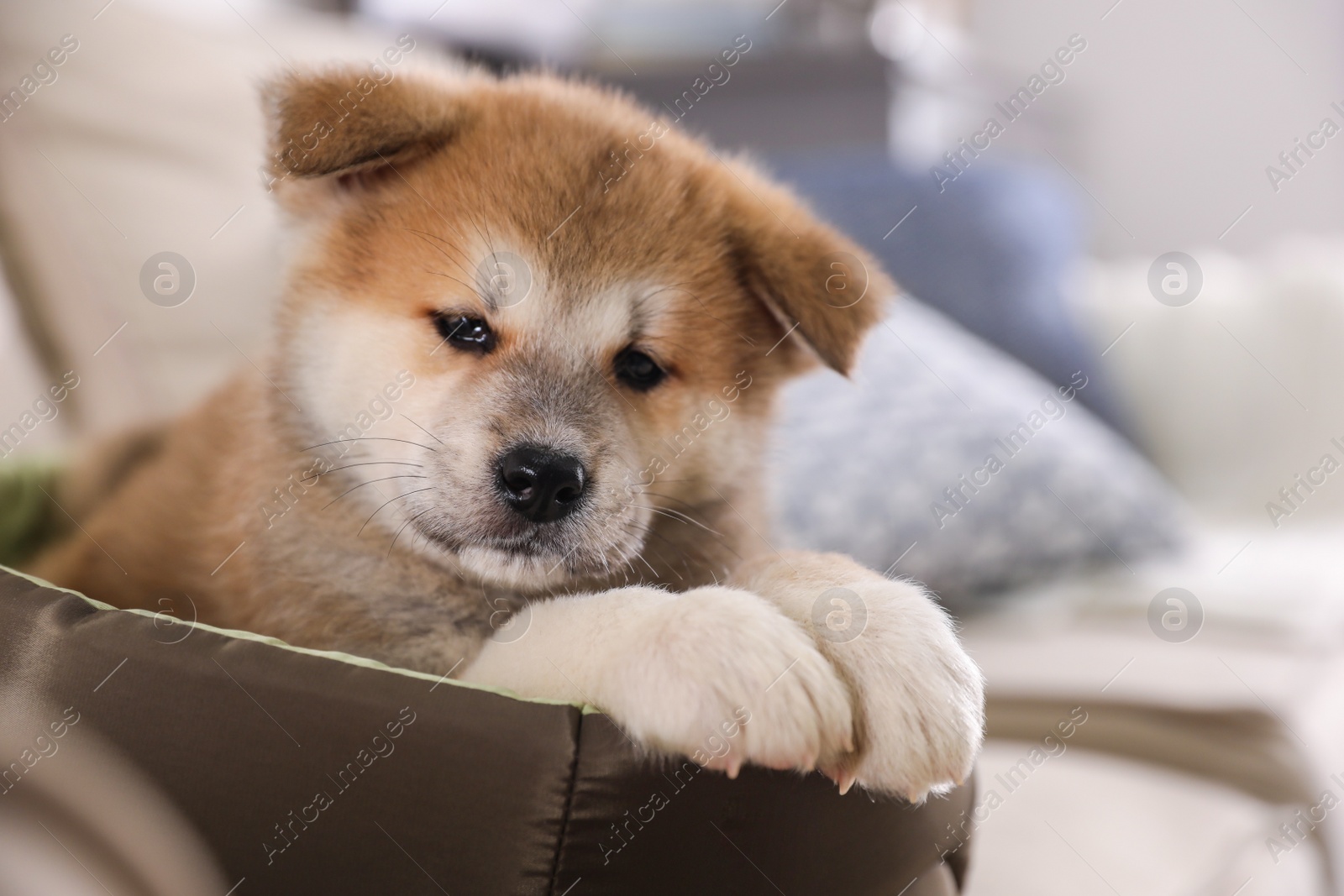 Photo of Adorable Akita Inu puppy in dog bed indoors