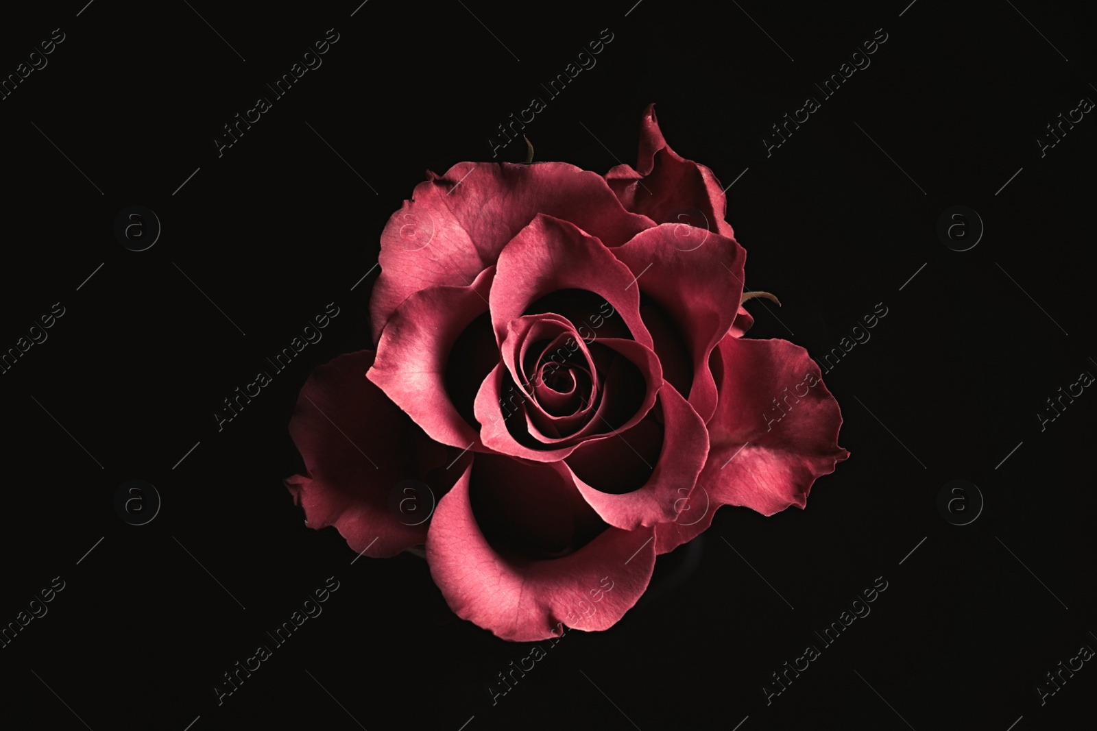 Photo of Beautiful rose on black background. Floral card design with dark vintage effect