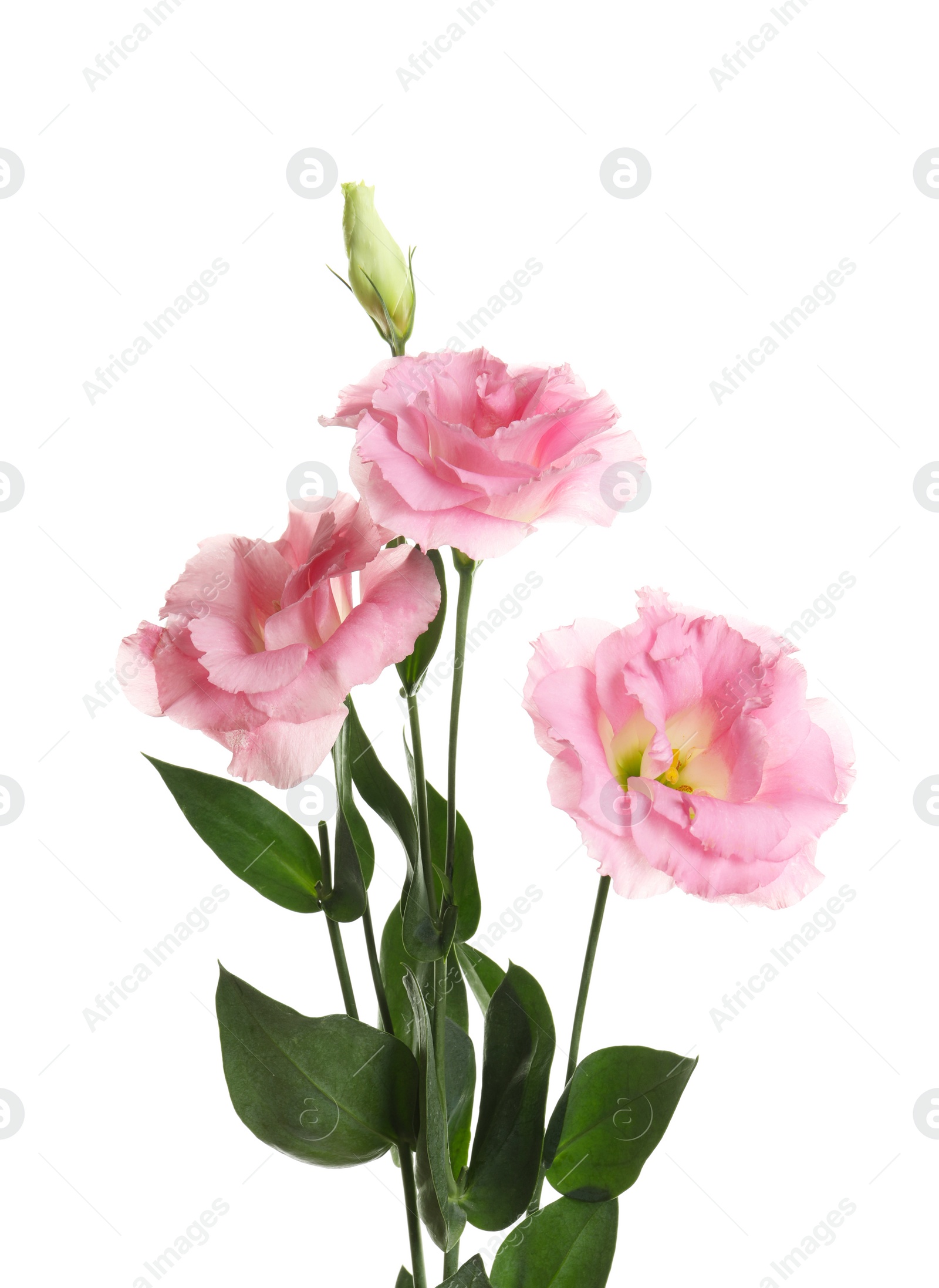 Photo of Beautiful Eustoma flowers on white background