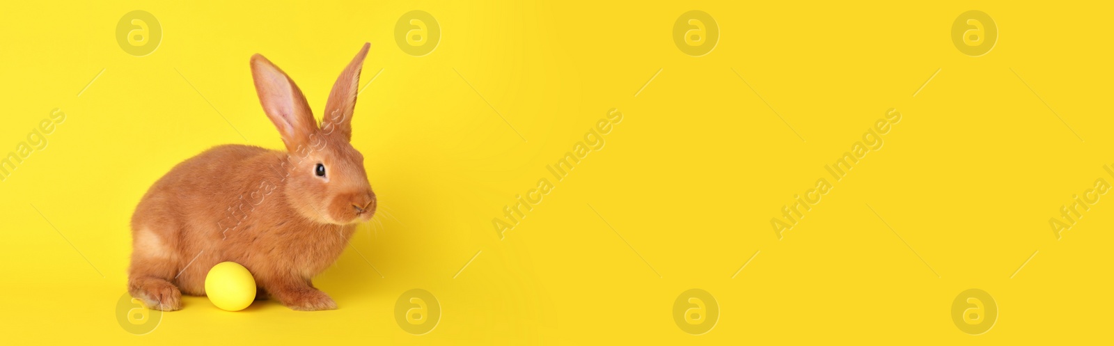 Photo of Cute bunny and Easter egg on yellow background