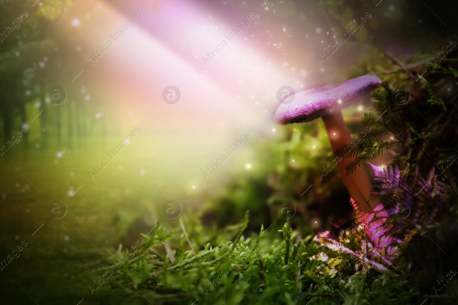 Image of Fantasy world. Mushroom lit by magic light in enchanted forest