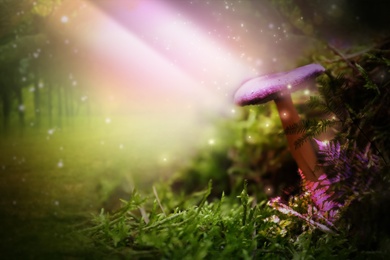 Image of Fantasy world. Mushroom lit by magic light in enchanted forest