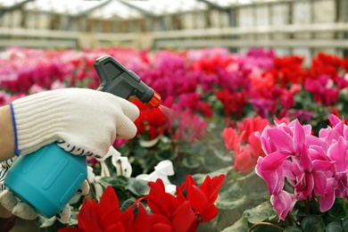 Photo of Woman taking care of blooming flowers in greenhouse, closeup. Home gardening