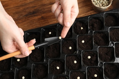 Photo of Woman planting soybeans into fertile soil at wooden table, closeup. Vegetable seeds