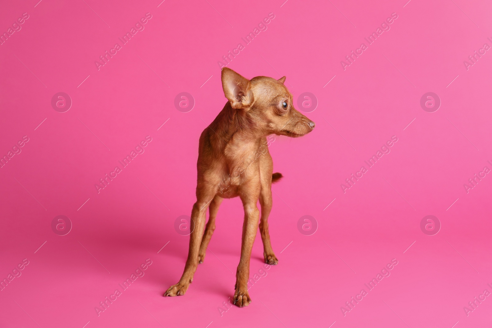 Photo of Cute toy terrier on color background. Domestic dog