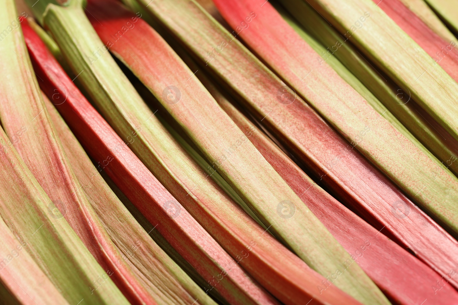 Photo of Many ripe rhubarb stalks as background, closeup