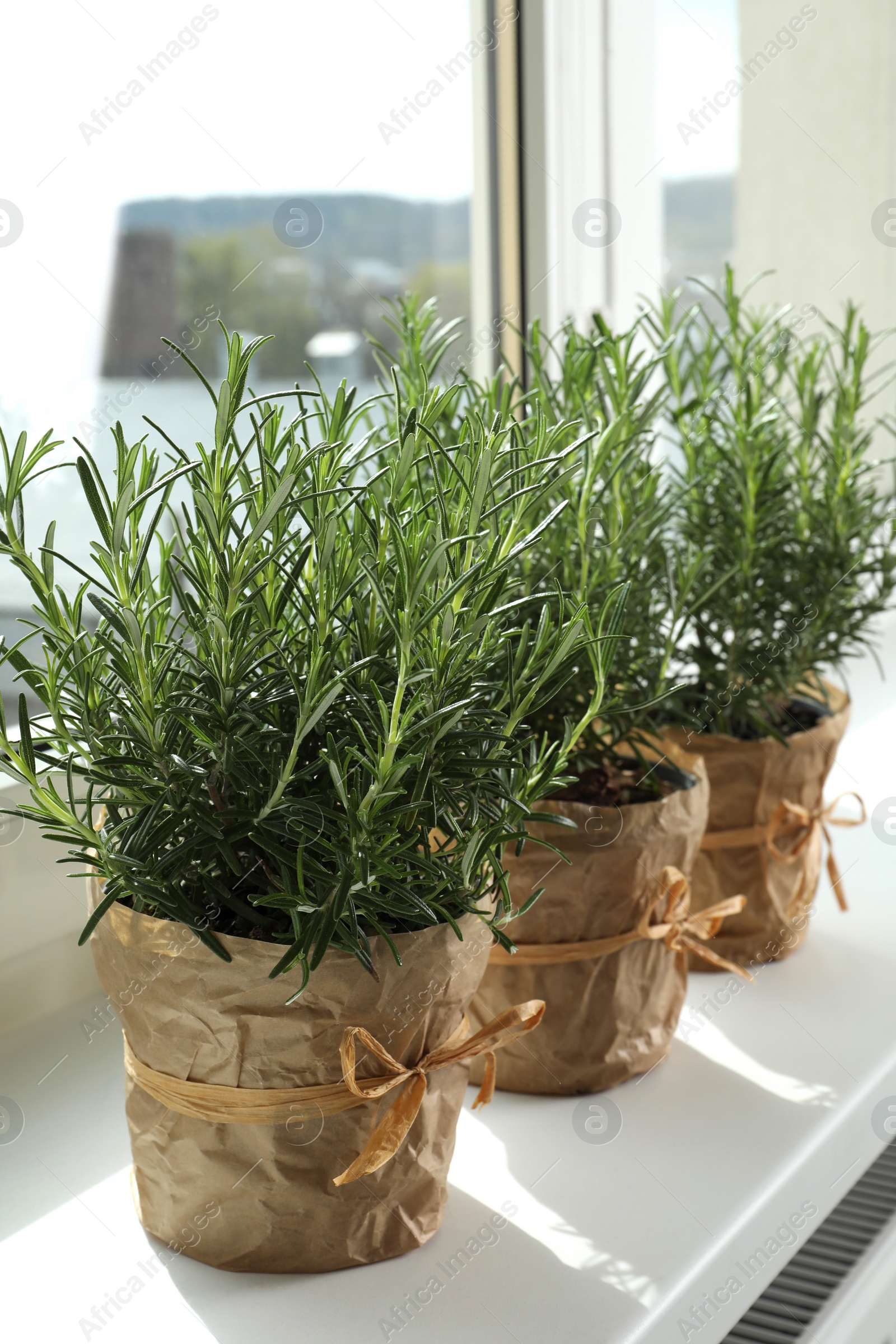 Aromatic green rosemary in pots on windowsill Photo of Aromatic green rosemary in pots on windowsill