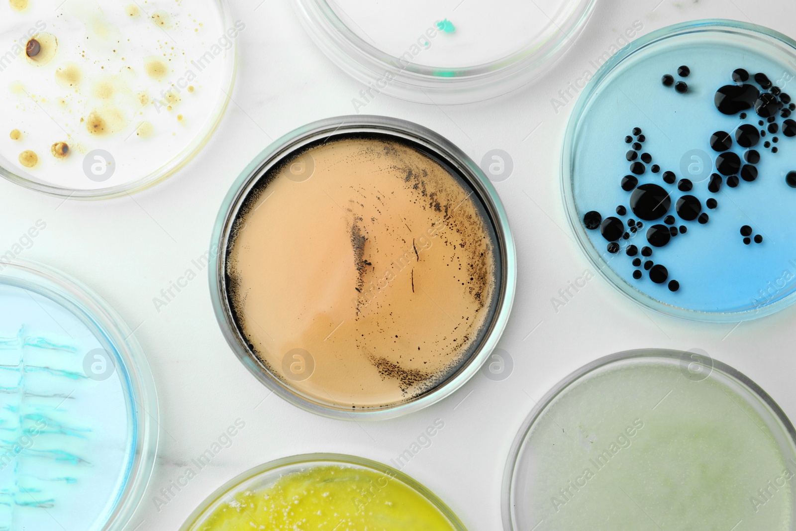 Photo of Petri dishes with different bacteria colonies on white marble table, flat lay