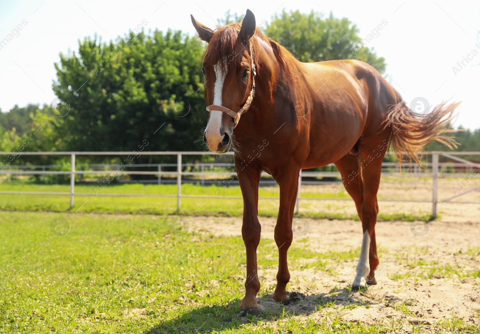 Photo of Chestnut horse in paddock on sunny day. Beautiful pet