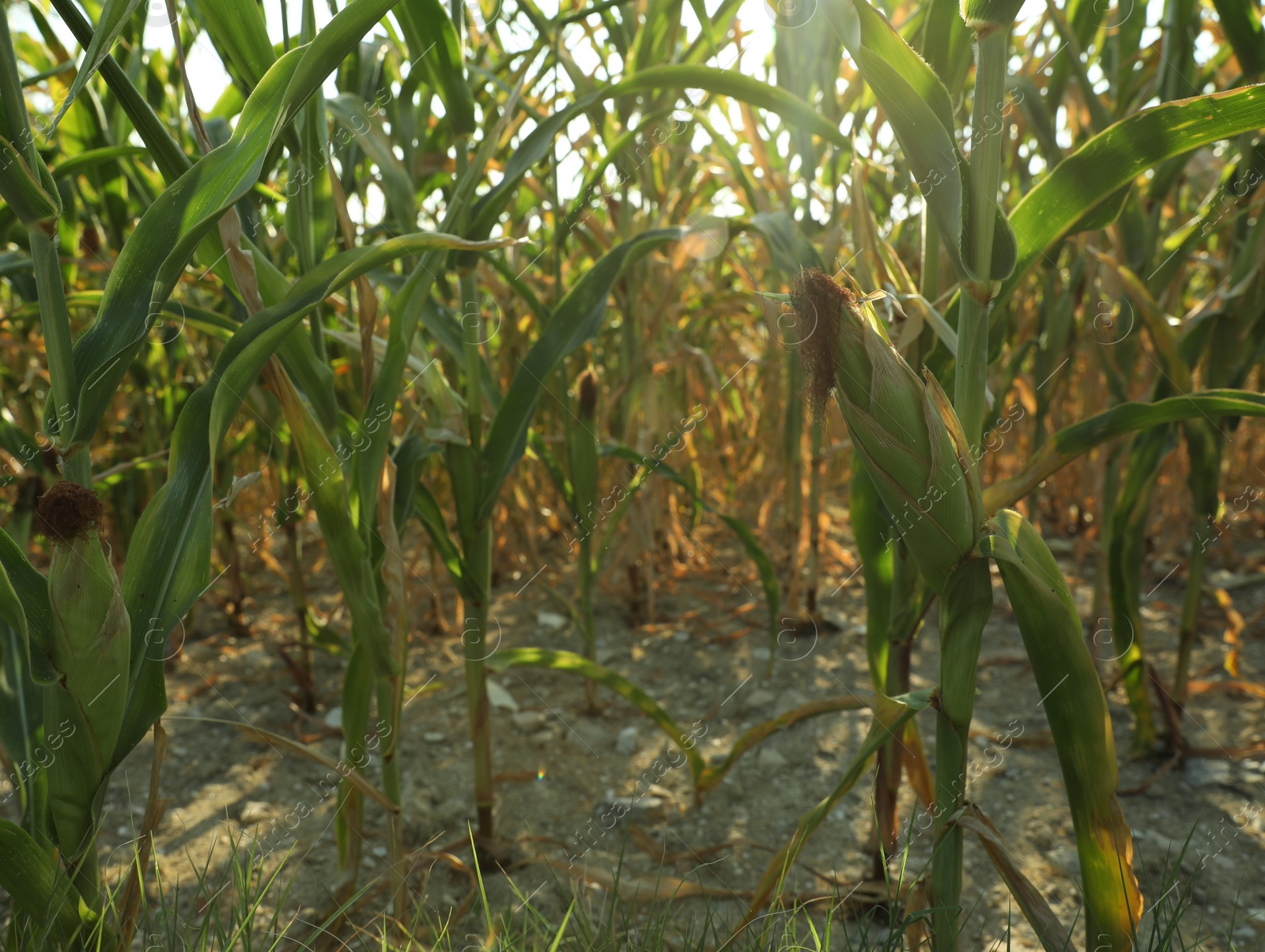 Photo of Beautiful view of corn growing in field on sunny day