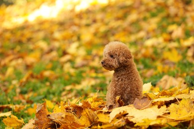 Photo of Cute Maltipoo dog in autumn park, space for text