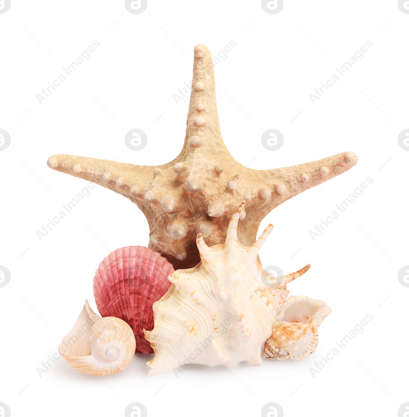 Photo of Beautiful sea star (starfish) and seashells isolated on white