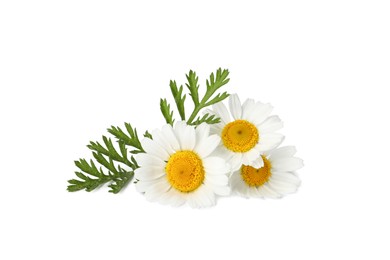 Beautiful chamomile flowers with green leaves on white background