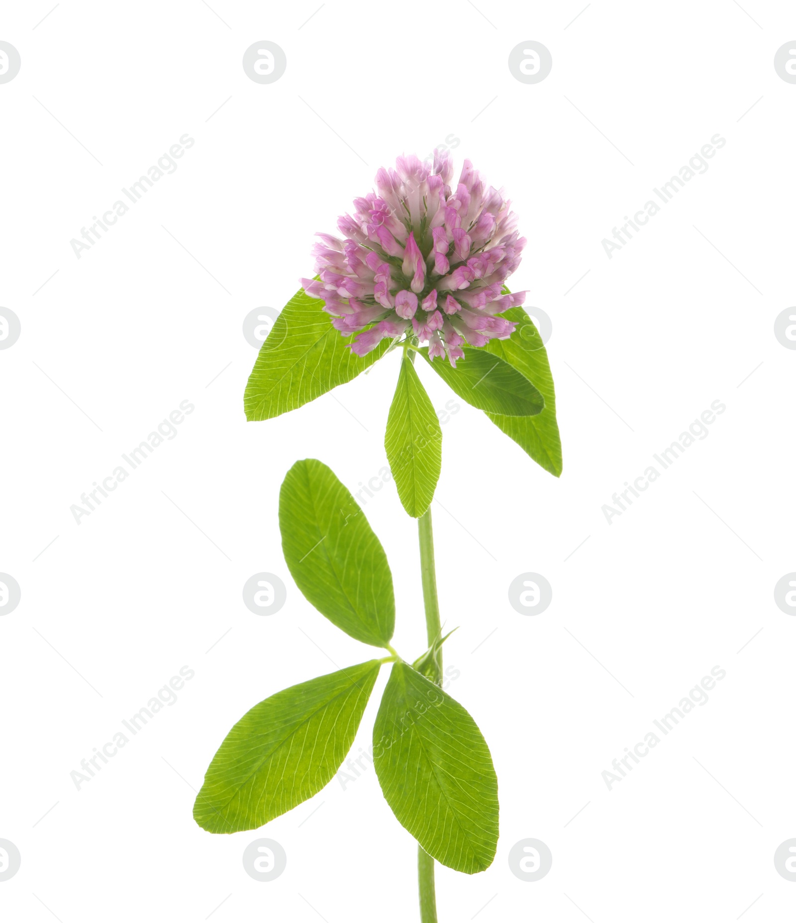 Photo of Beautiful clover flower with green leaves isolated on white