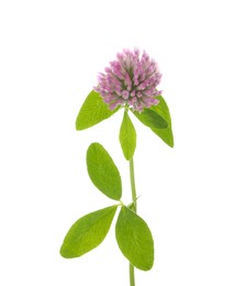 Photo of Beautiful clover flower with green leaves isolated on white