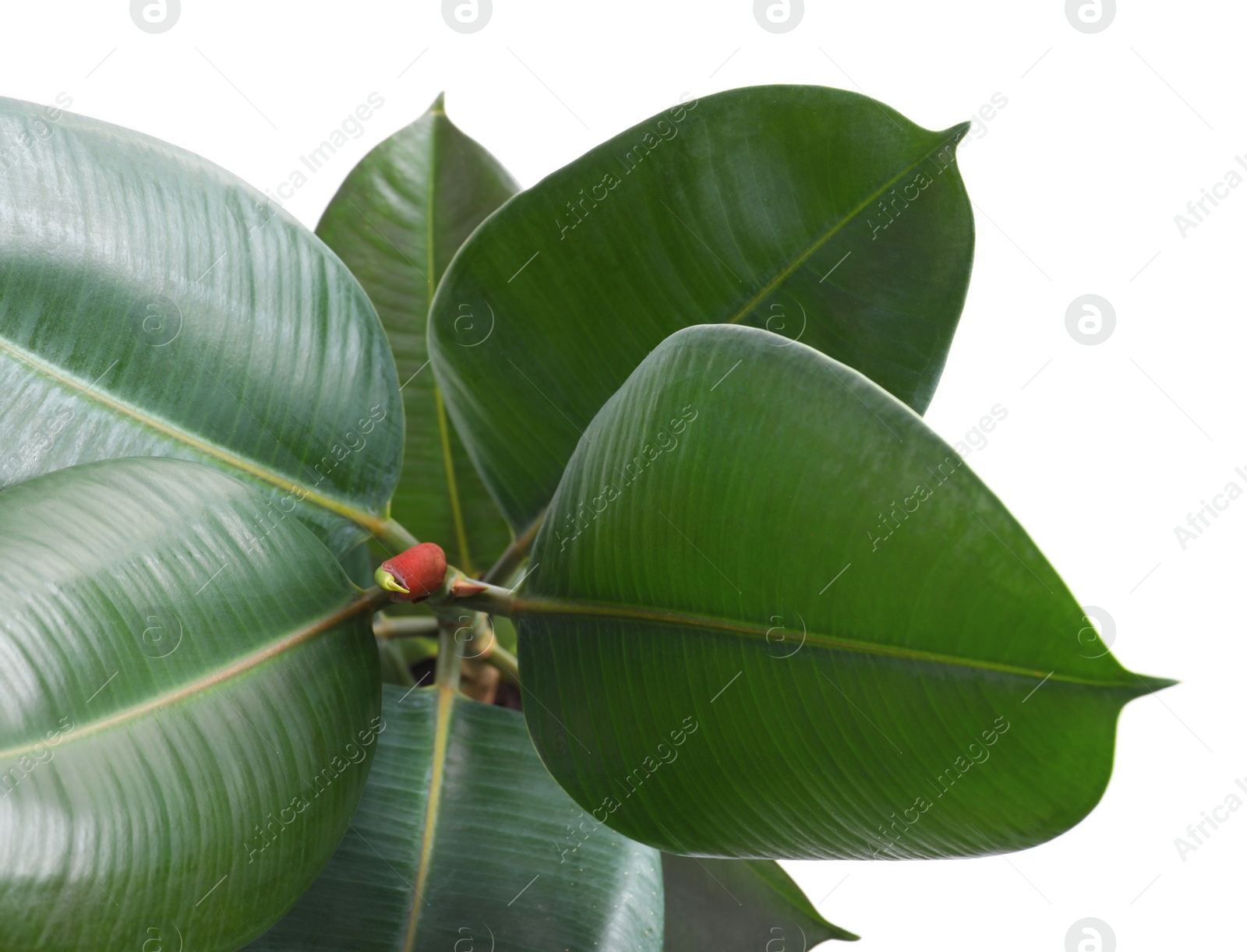 Photo of Ficus elastica plant with fresh green leaves on white background, top view