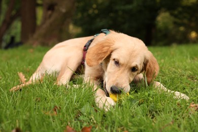 Cute Labrador Retriever puppy playing with ball on green grass in park