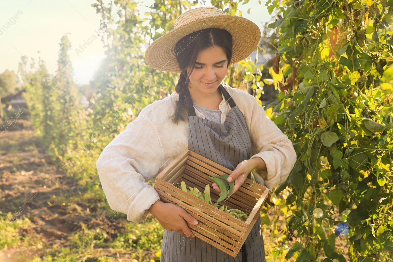 Photo of Young woman harvesting fresh green beans in garden