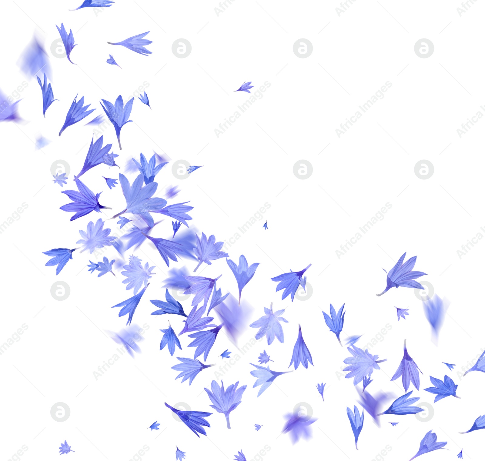 Image of Beautiful tender blue cornflower petals flying on white background