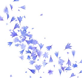 Image of Beautiful tender blue cornflower petals flying on white background
