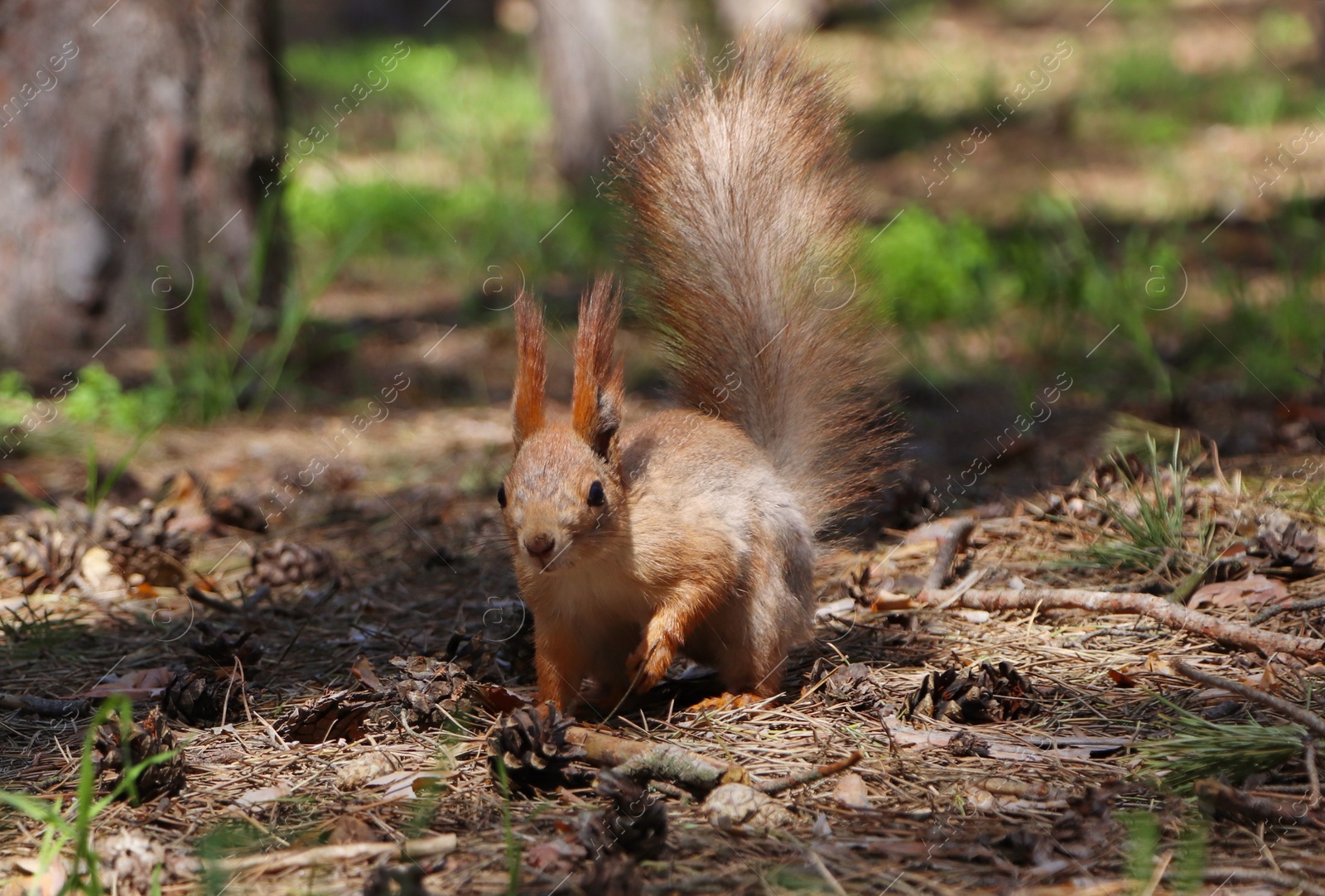 Photo of Cute red squirrel on ground in forest