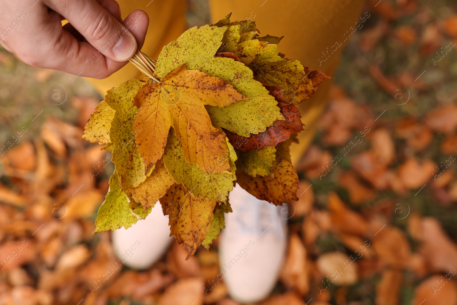 Photo of Woman holding beautiful autumn leaves outdoors, above view