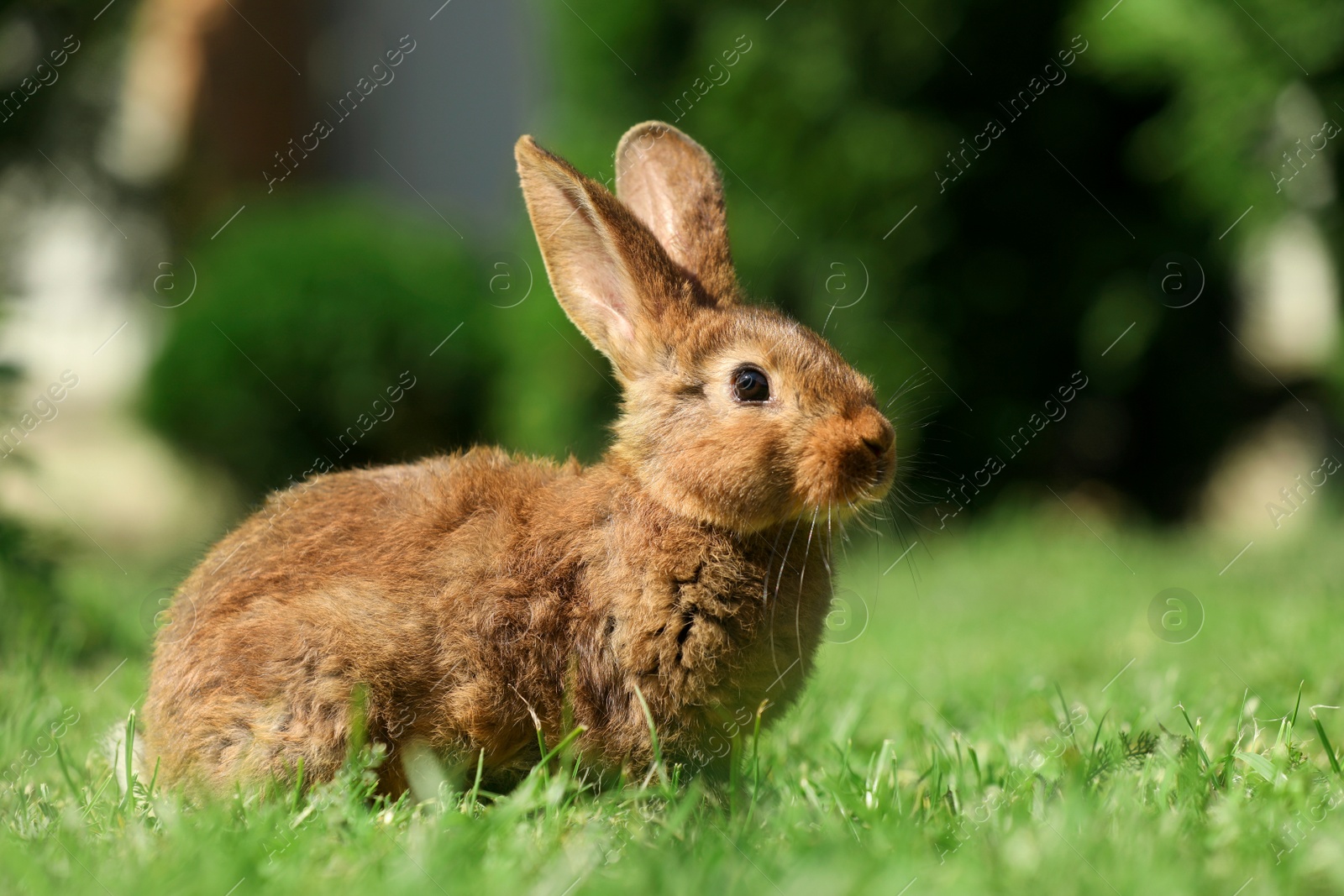 Photo of Cute fluffy rabbit on green grass outdoors. Space for text