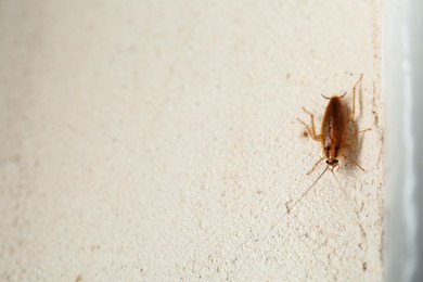 Brown cockroach on white floor, above view. Space for text