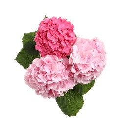 Photo of Bouquet of beautiful hortensia flowers on white background, top view