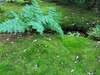 Photo of Bright moss and other plants near water channel in park