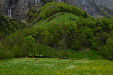 Photo of Beautiful view of cows grazing on green meadow in high mountains