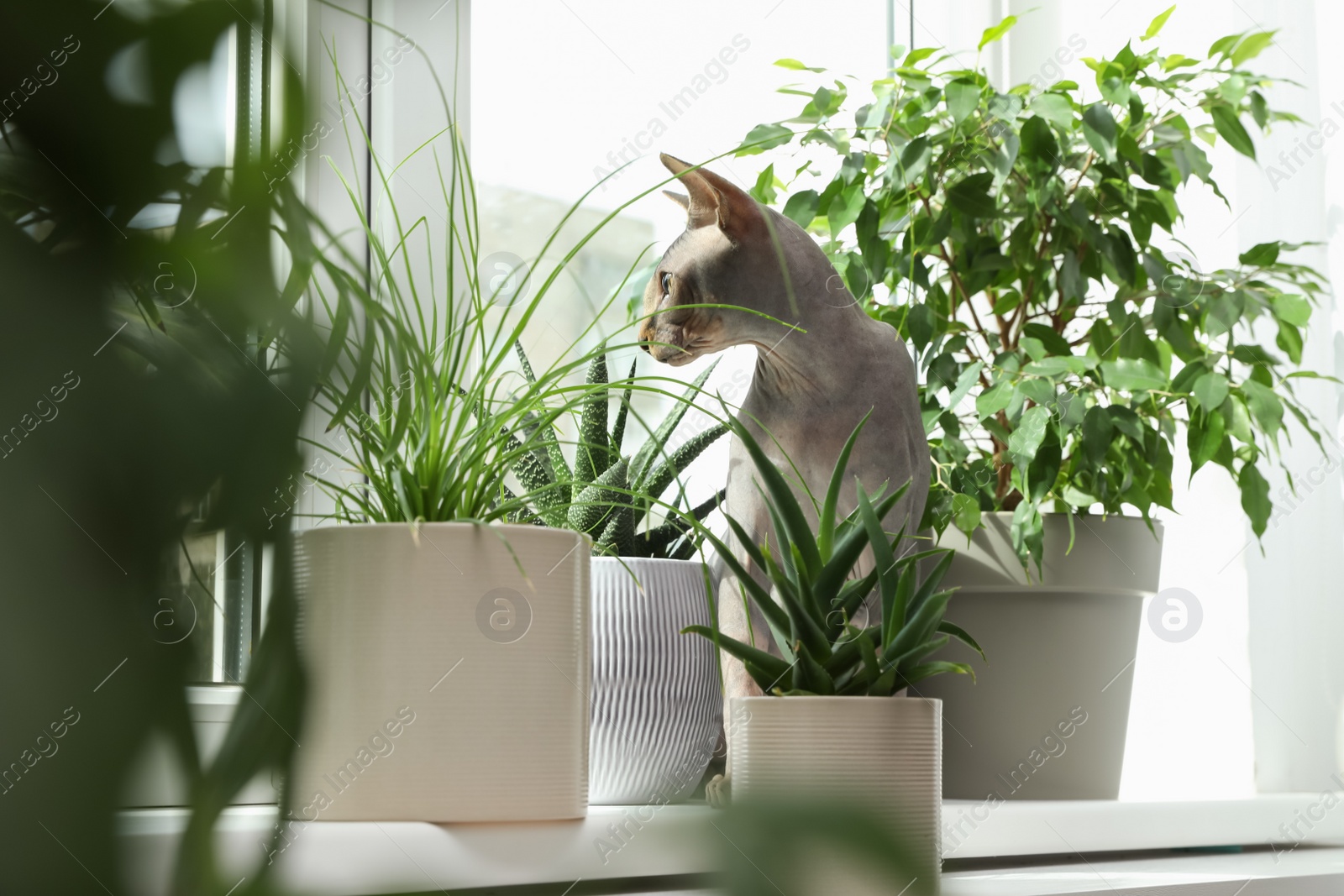 Photo of Sphynx cat on windowsill near houseplants indoors