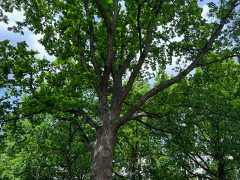 Photo of Beautiful tree with green leaves against blue sky, low angle view