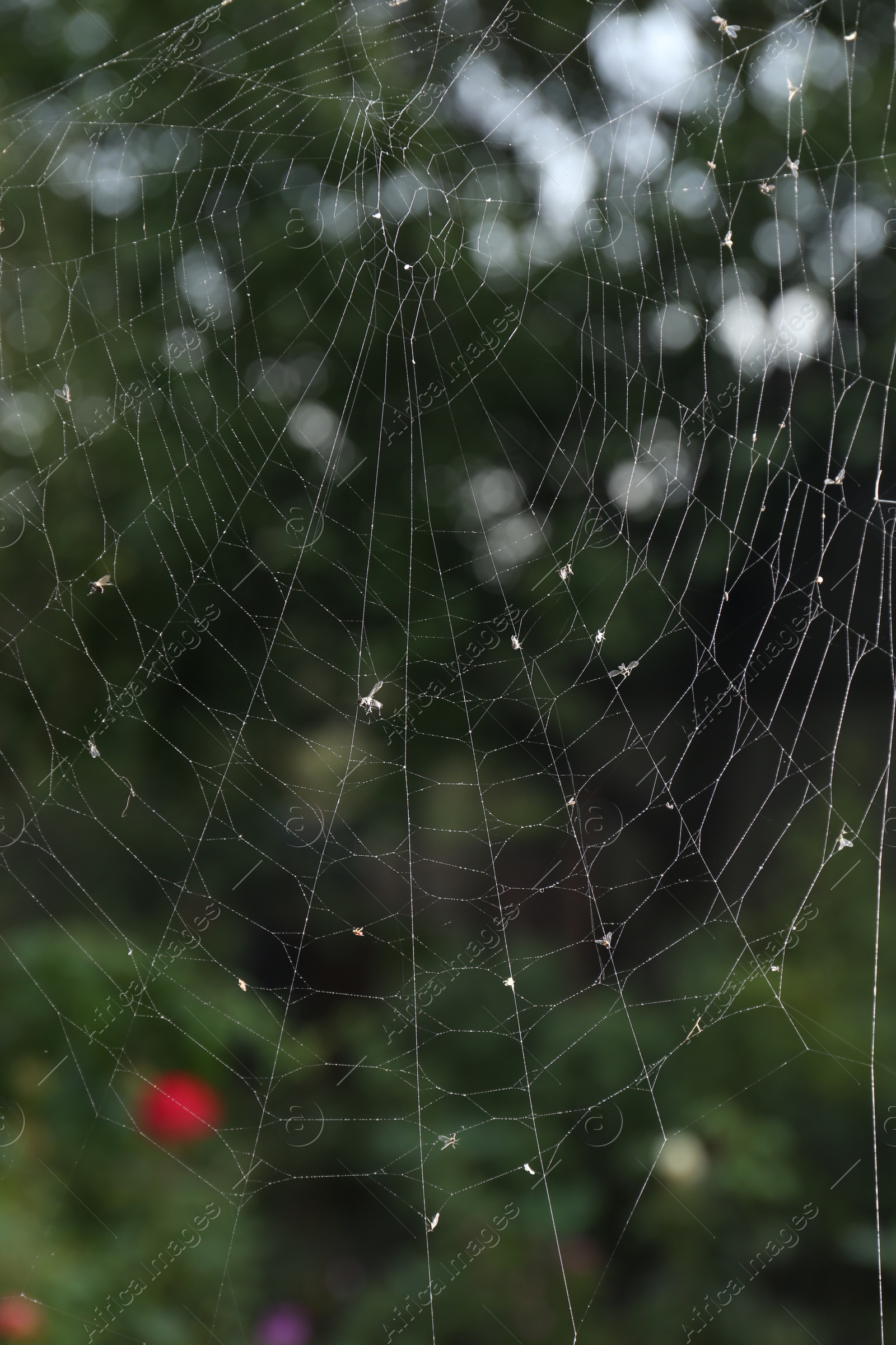 Photo of Closeup view of spiderweb with dew drops outdoors