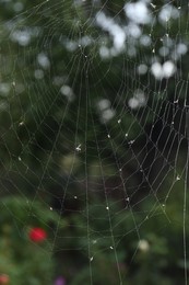 Photo of Closeup view of spiderweb with dew drops outdoors