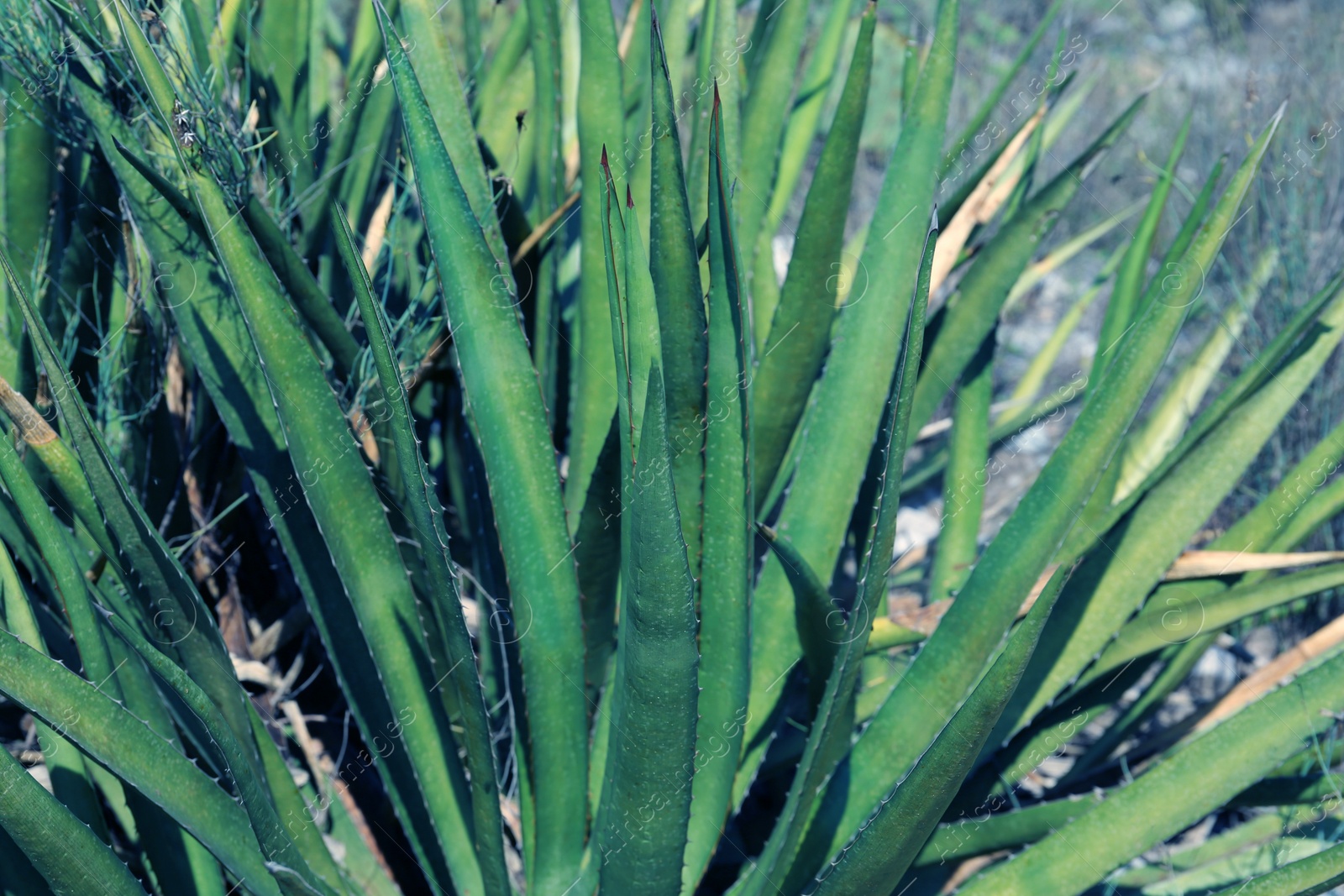 Photo of Beautiful green agave plant growing in ground outdoors, closeup