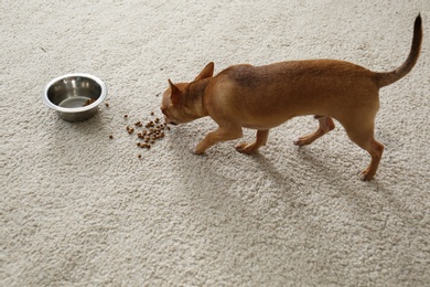 Photo of Adorable Chihuahua dog near feeding bowl on carpet indoors