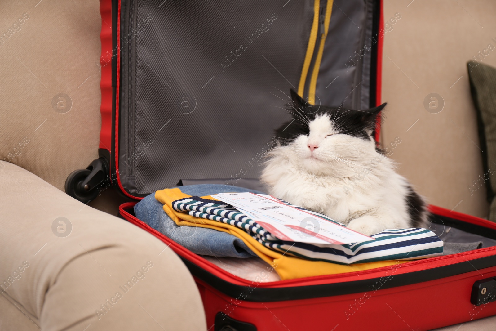 Photo of Cute cat sitting in suitcase with clothes and tickets on sofa