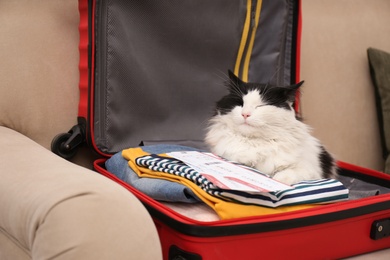 Cute cat sitting in suitcase with clothes and tickets on sofa