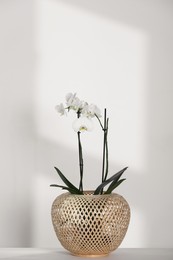 Blooming orchid flower in pot on white table near wall