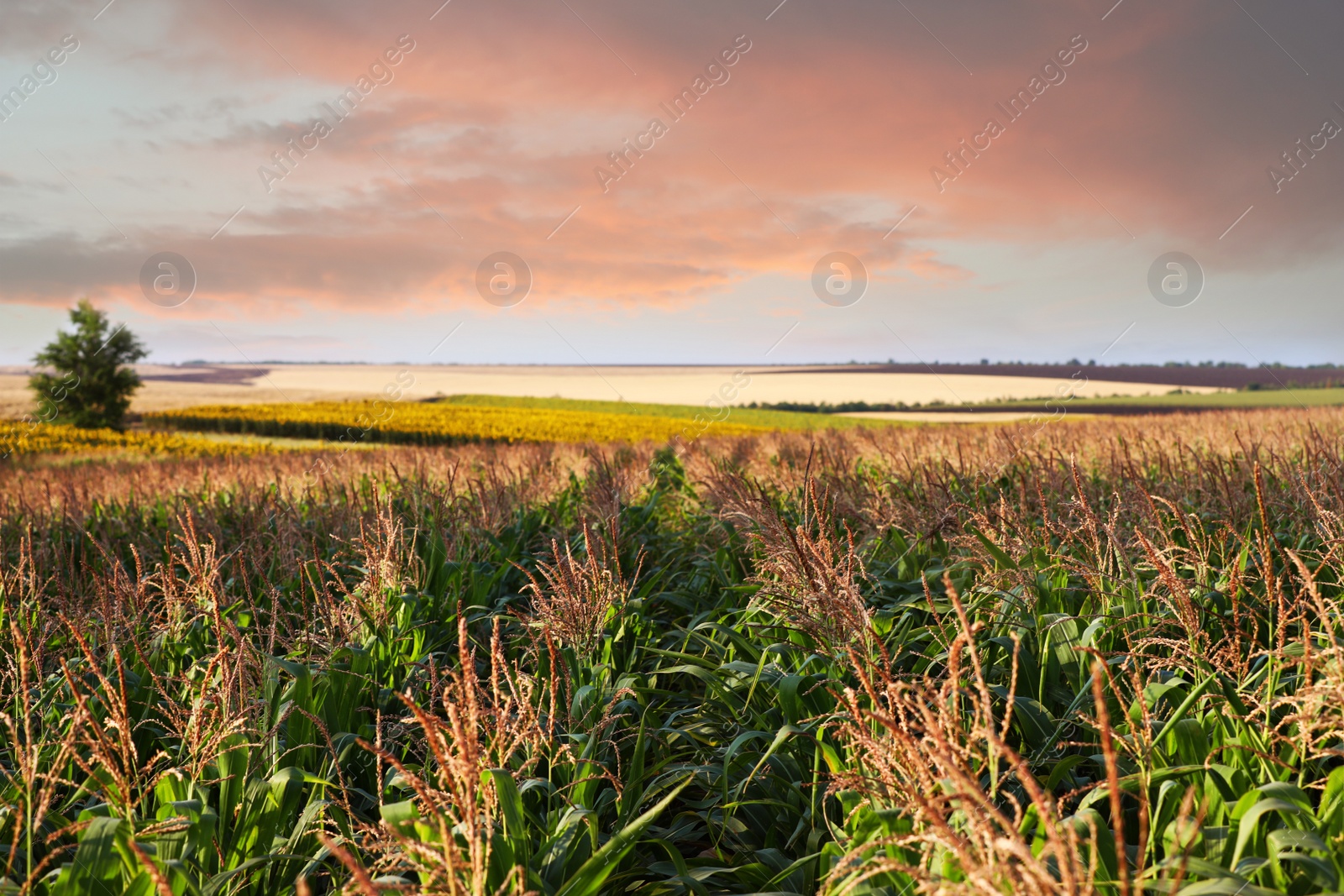 Photo of Beautiful view of corn field against blue sky