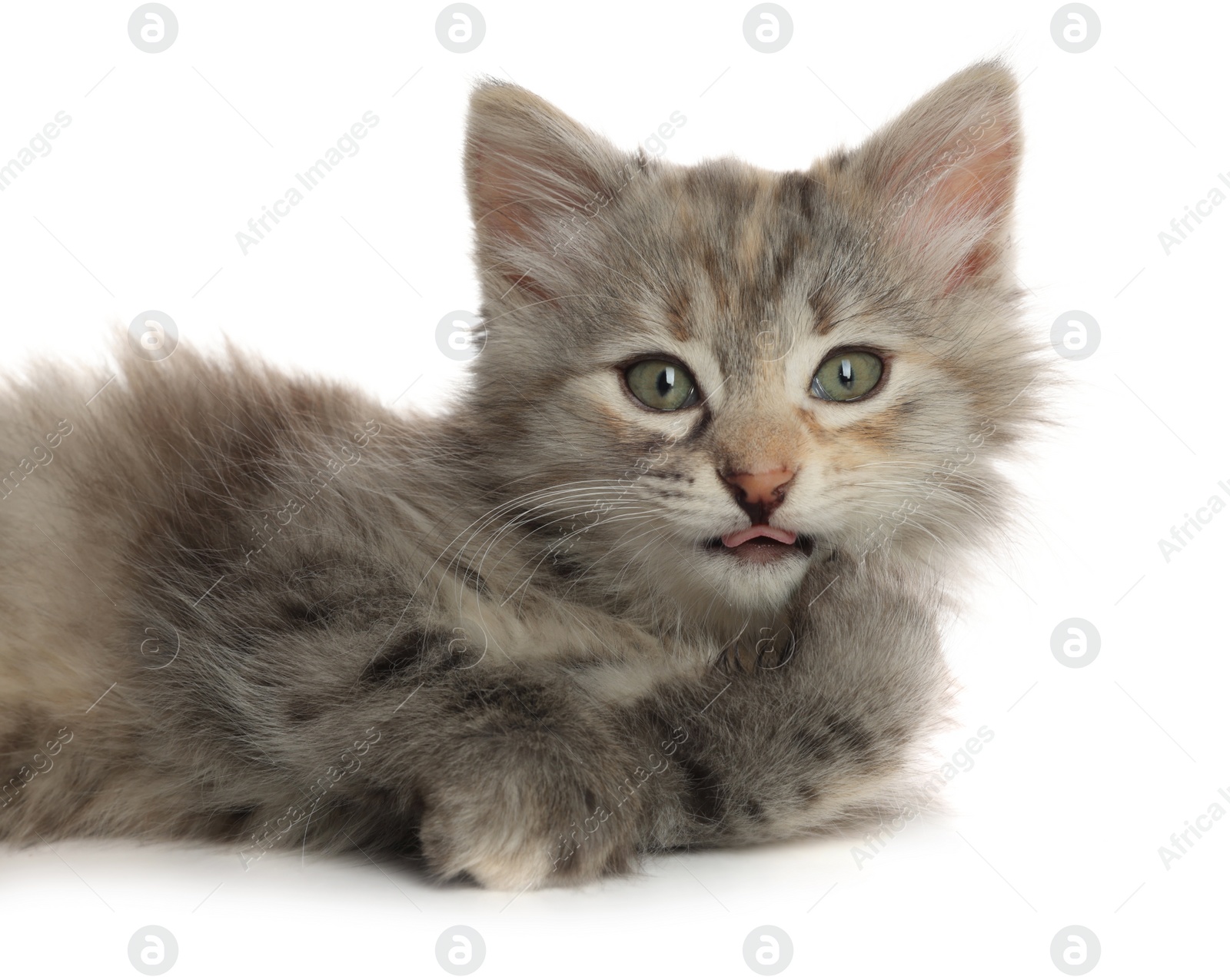 Photo of Cute fluffy kitten on white background. Baby animal