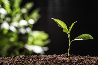 Photo of Young seedling in soil on blurred background, space for text