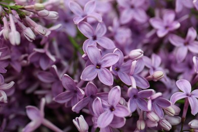 Photo of Beautiful lilac flowers as background, closeup view