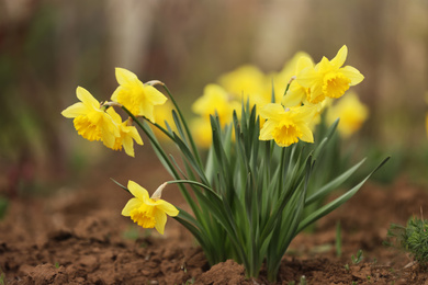 Photo of Beautiful blooming daffodils outdoors on spring day